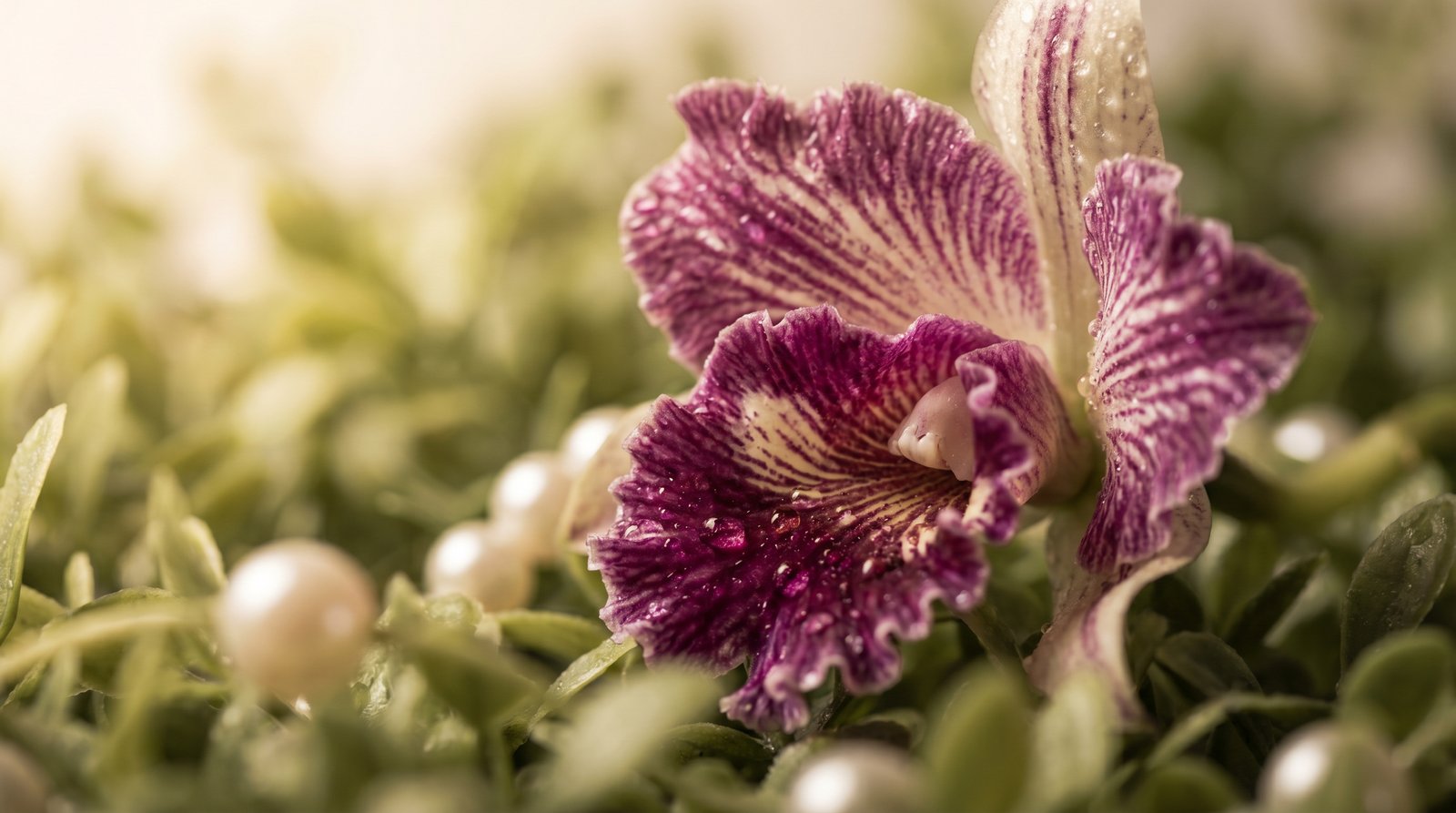 黑料专区视频-珍稀兰花品种鉴赏